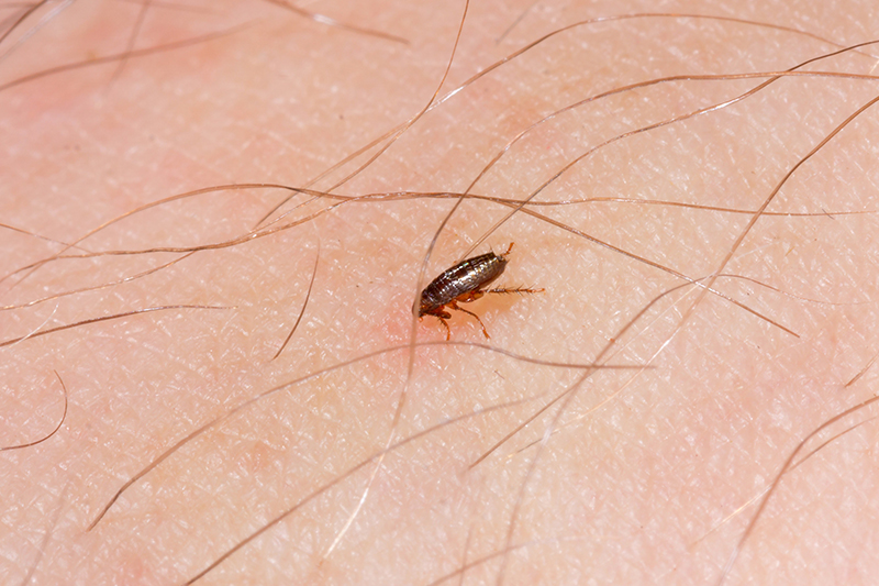 Flea Pest Control in Maidstone Kent
