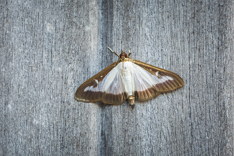 Moth Pest Control in Maidstone Kent